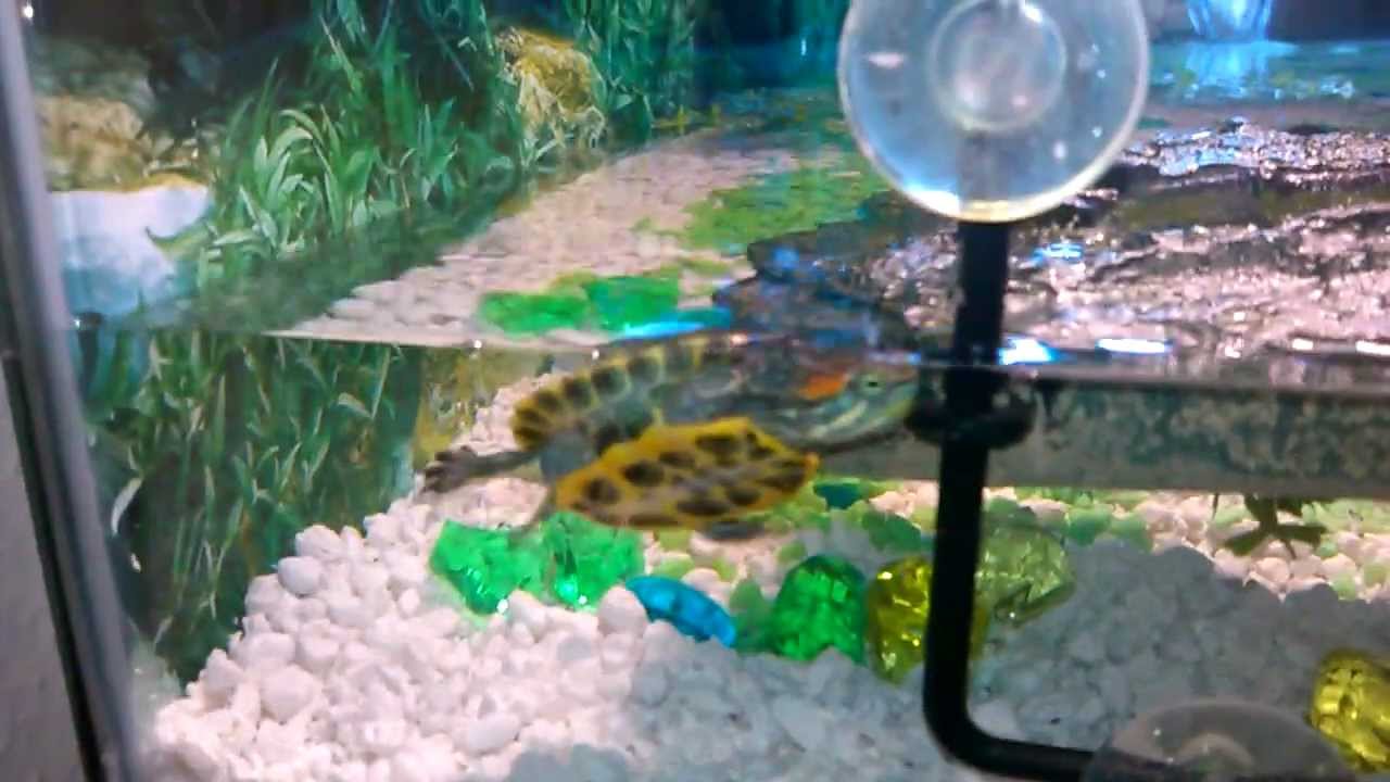 baby red ear slider turtle habitat - YouTube