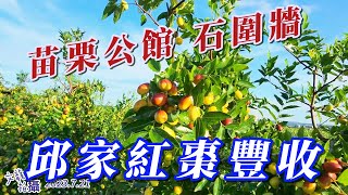 你有看過漂亮的紅棗嗎？苗栗公館石圍牆邱家紅棗園豐收唷！ 2023年7月21日