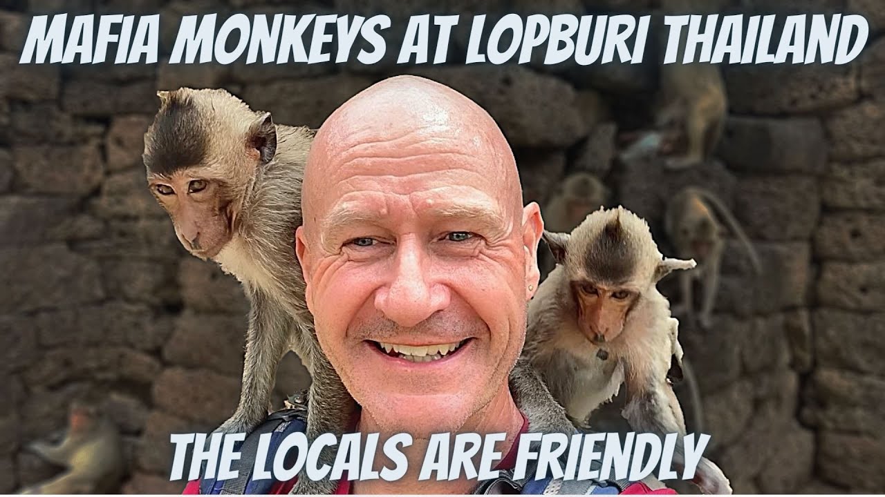 Mafia Monkeys in Lopburi THailandThe Locals are Friendly 4K YouTube