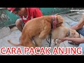 PROSES ANJING PITBULL KAWIN DI PADANG SUMATERA BARAT