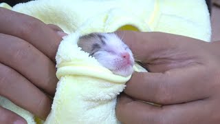 take care of a 4 day old kitten .the mother cat abandoned the kitten ( protect the cats)