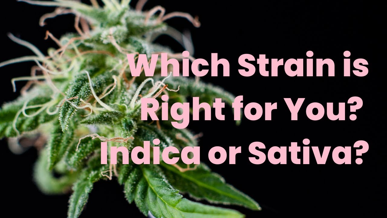 Which Strain of Cannabis is Right for You? Indica vs Sativa?