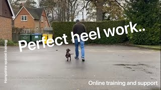 The Secret to Perfect Heel Work (Training Techniques)