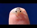 10 Smallest Animals In The World