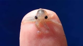 Top 10 Small Animals