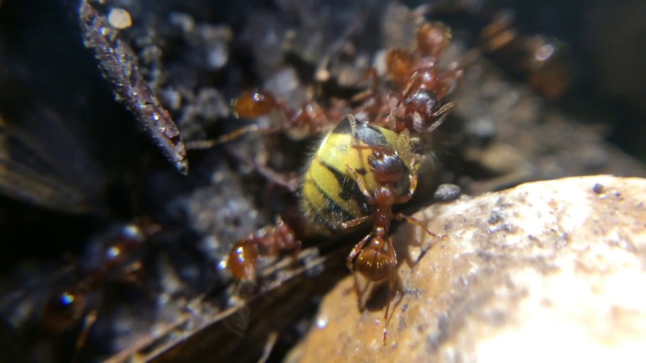 Un scarabée prend la fuite, des fourmis dévorent une guêpe ! A côté d