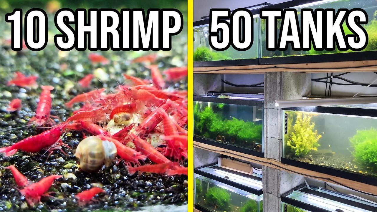 From 10 Shrimp to a HUGE Aquarium Empire!