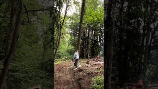 Destroying my Fire with a 80ft Maple