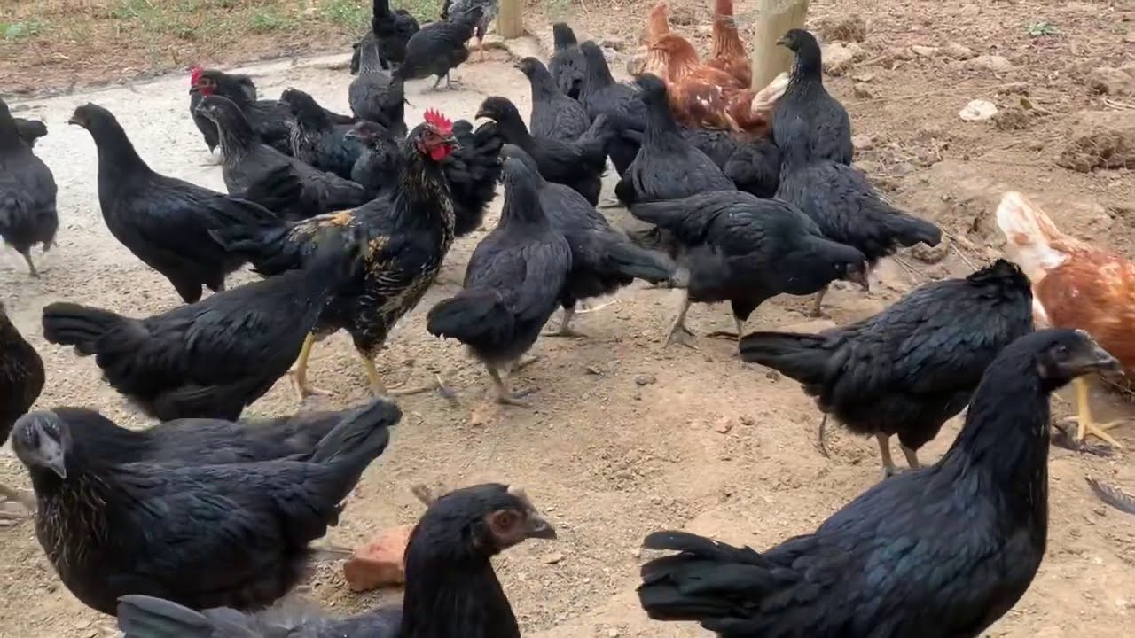 FABRÍCIO E AS POEDEIRAS NEGRAS / AS PREFERIDAS