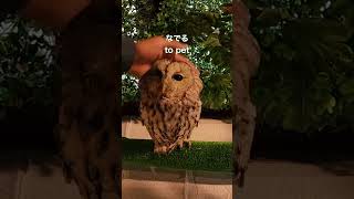The owl wants to be pet