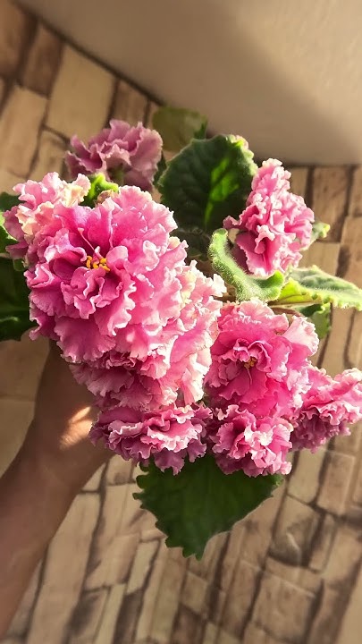 Фиалка Яблочный зефир 01 марта 25г #flowers #фиалкацветёт #violet # ...