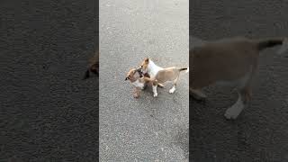 #puppies #dog #youtubeshorts