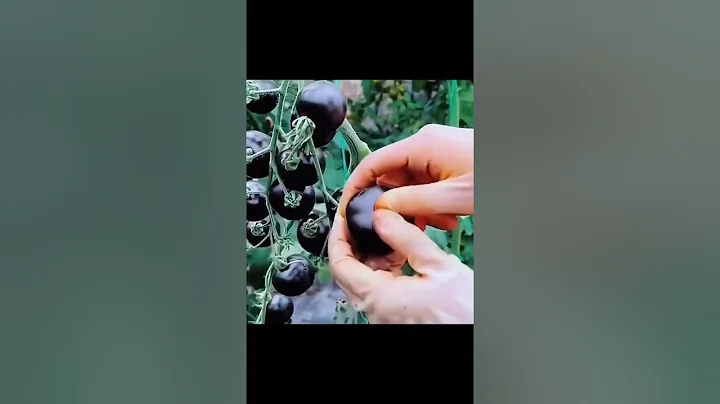 fruit cutting|#shorts