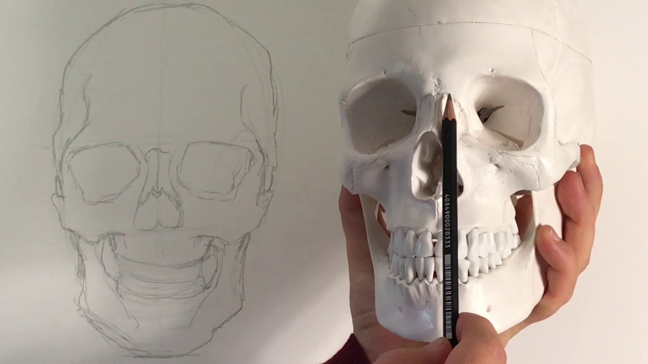 How to Draw a Skull - from the course: The Beauty Of Portrait Drawing