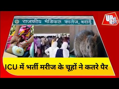 ICU में भर्ती मरीज के चूहों कतरे पैर ,परिजनों का स्टाफ पर फूटा गुस्सा | Badaun News | UP Ki Baat