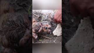 "Penyelamatan Haru Anak Anjing"