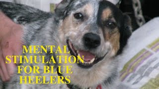 Mental Stimulation for Blue Heelers