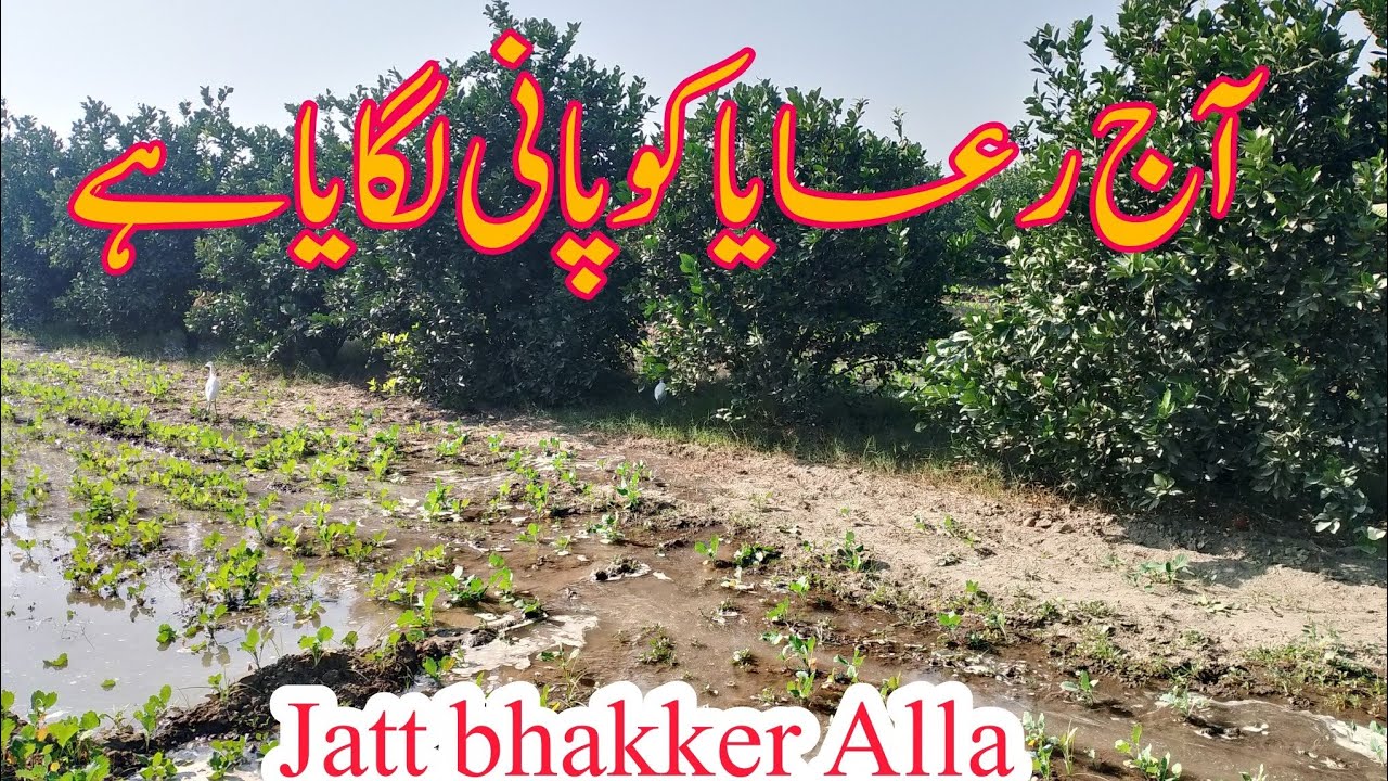 آج رعایا کو پانی لگایا ہے @ jatt bhakker Alla 