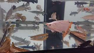 ヴァルナ観賞魚用