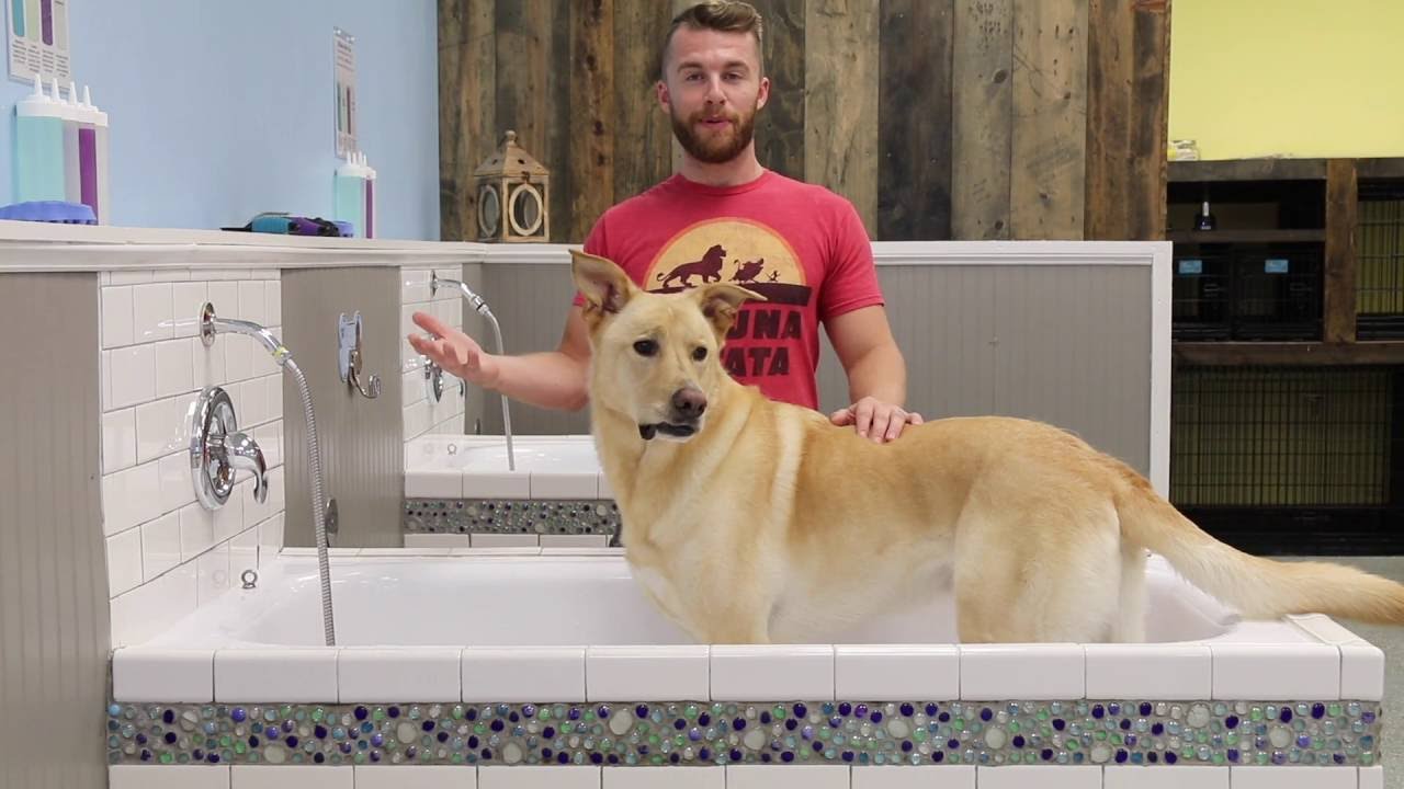 Does your dog shed? YouTube