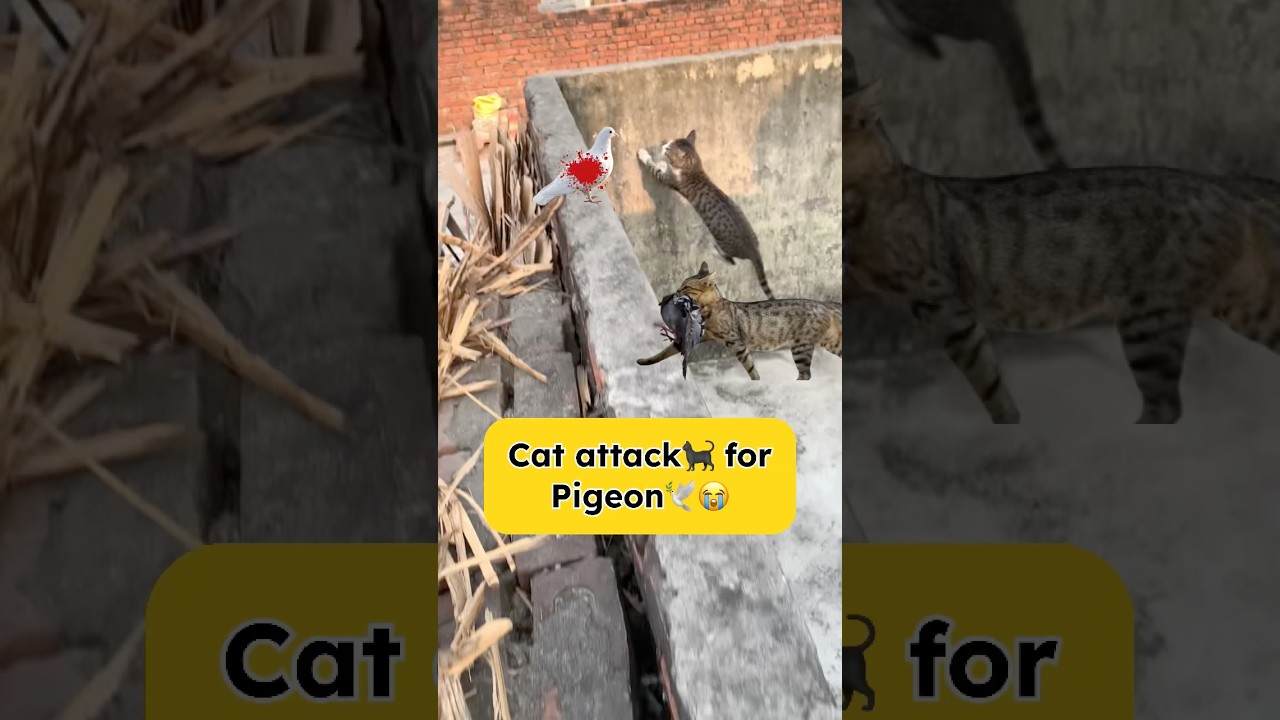 Cat attack 🐈 for pigeon 😭🕊️ 