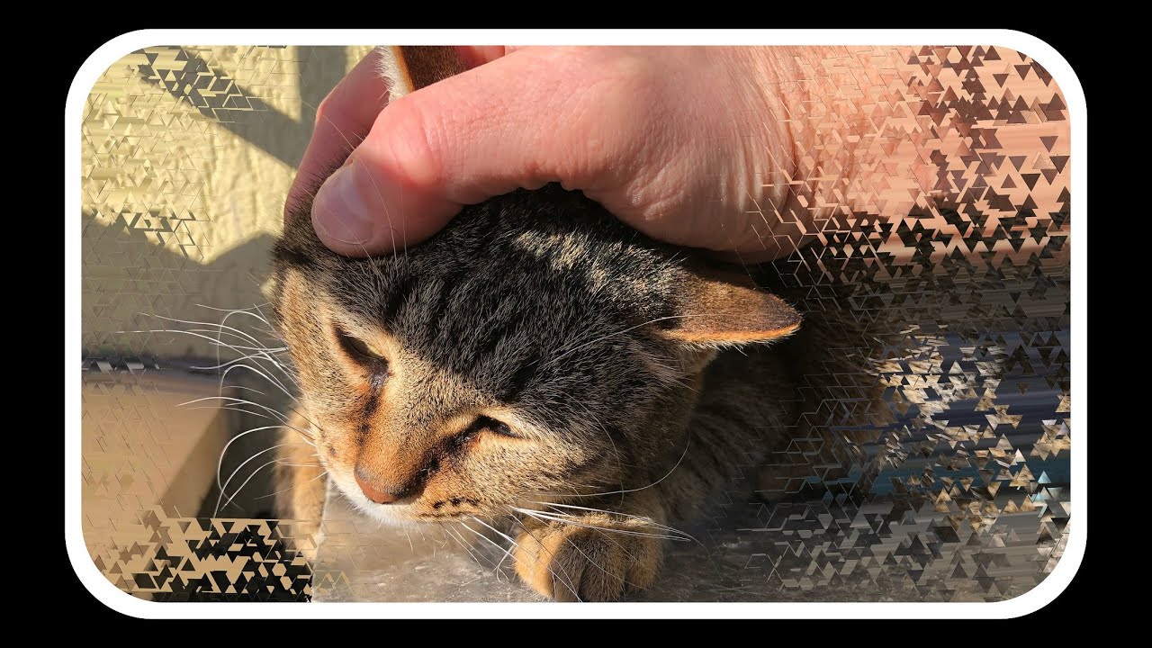 Кошачьи ласки котёнка по имени Бантик и киски Маси на канале Фрося