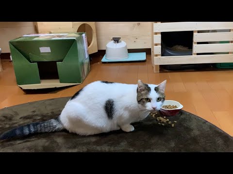 豆大福流ごはんの食べ方を実践する猫