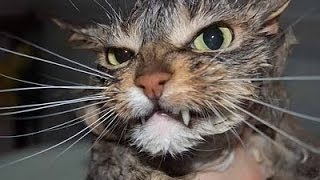 Wet Cats in Pics Part1 | Cats in Pics by Cats in Pics 3,287 views 10 years ago 3 minutes, 23 seconds