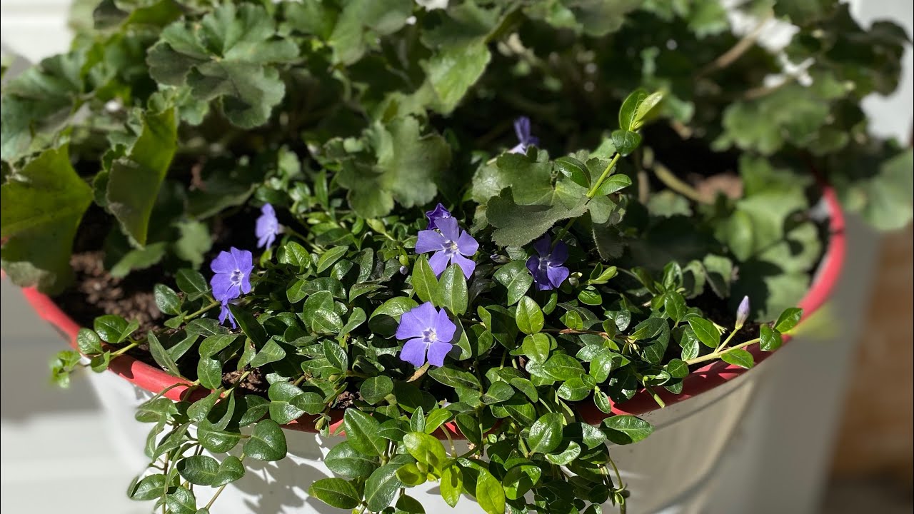 Evergreens for containers in zone 9// How to reuse last years plants in