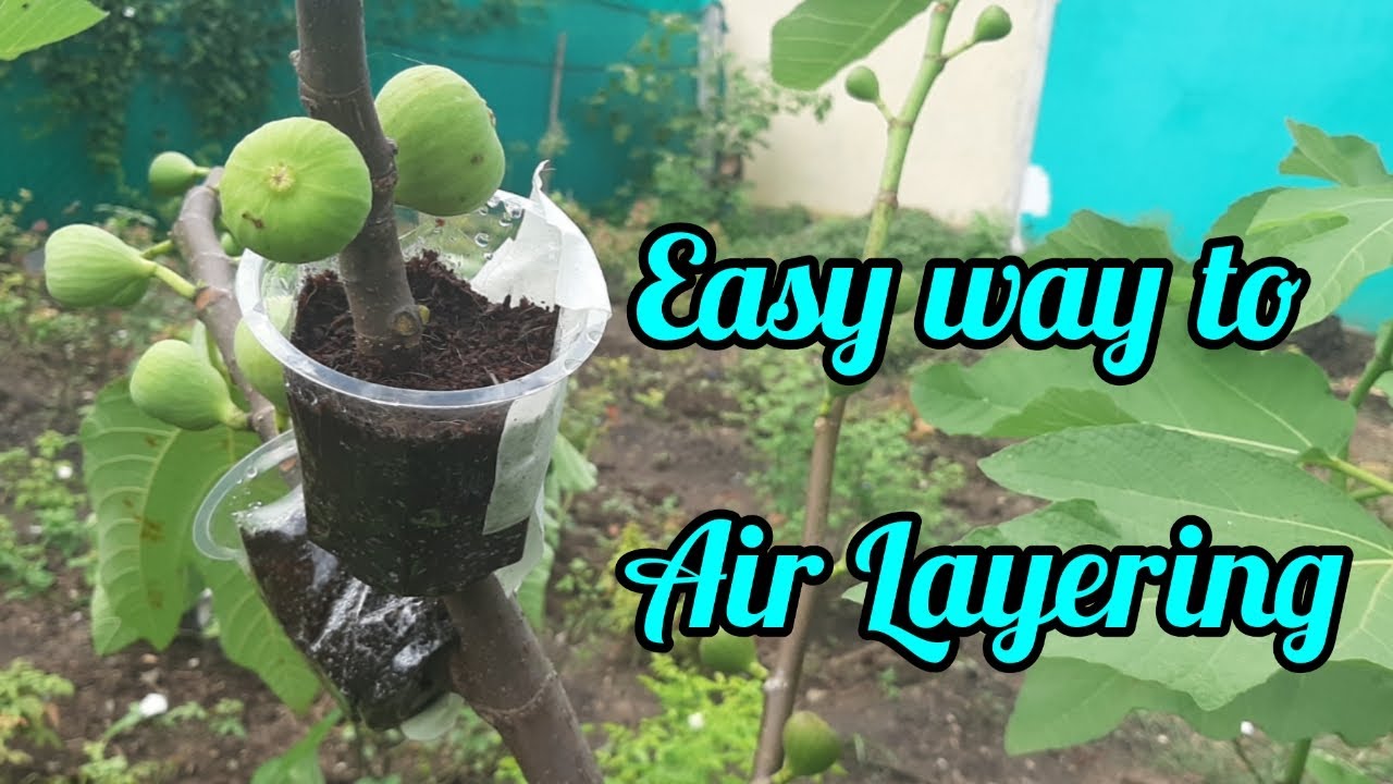 How to Air Layering plant / Easy way to Air Layering (Tamil) வின்