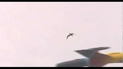 The Lucky Seagull!