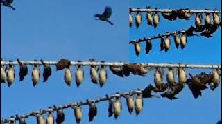 tieng chim bay keo|tiếng chim bẫy keo(tiếng trao trao ,hoành hoạch)