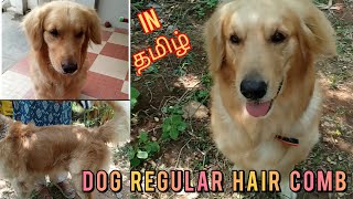 தமிழ்| golden retriever dog regular hair comb and tools| step by step dog comb in Tamil