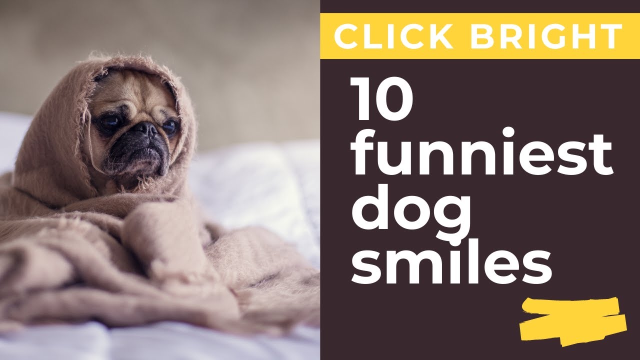 Funniest dog smiles ever!!!! - YouTube