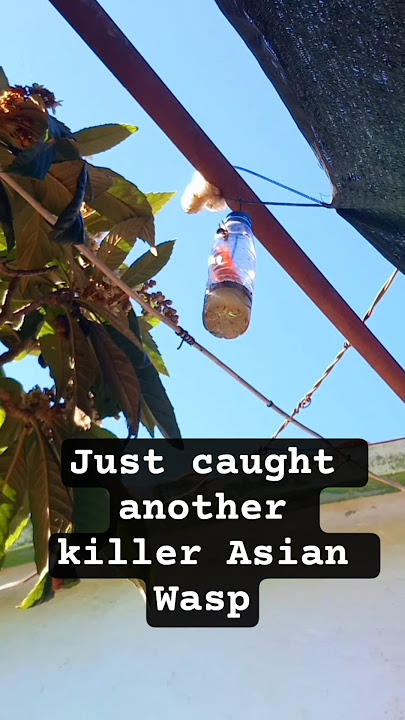 Catching the Asian Wasps with a bottle of water