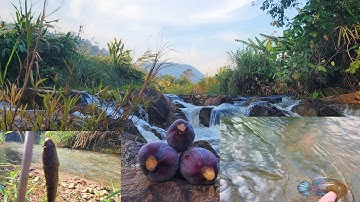 Câu cá khám phá dòng Suối nhỏ giữa cánh đồng | lên được cá lóc | cá tràu đồi.. Câu cá giải trí