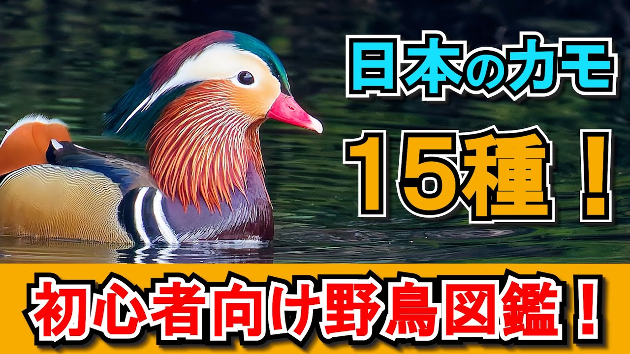 【徹底解説】日本のカモ15種の見分け方！冬の野鳥観察を楽しもう！