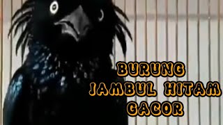 BURUNG JAMBUL HITAM GACOR