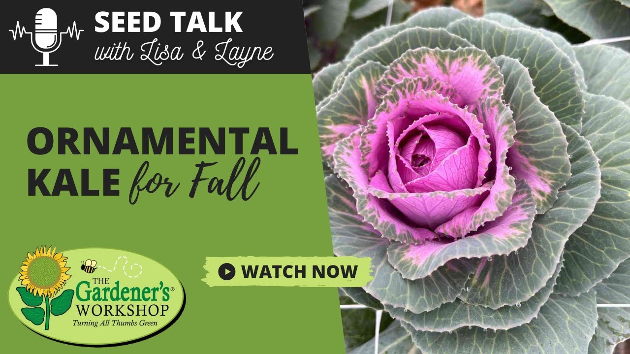 Seed Talk 46 Ornamental Kale for Fall YouTube