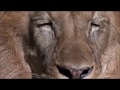 Pantene expert collection commercial featuring a lion