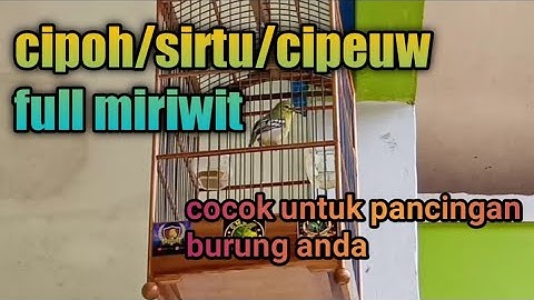 Cipoh/sirtu/burung cipow||full miriwit