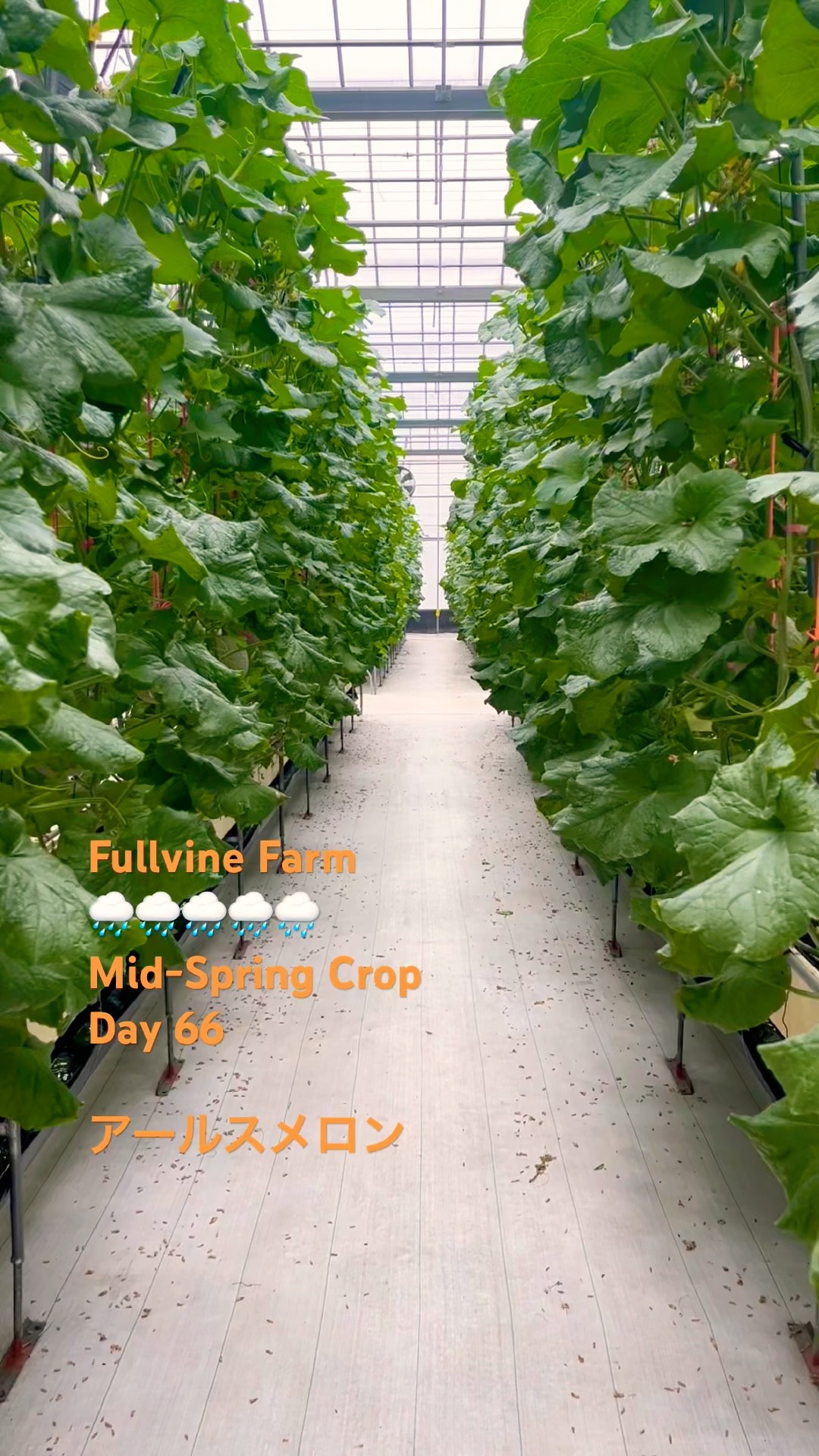 Mid-Spring Muskmelon Crop | Day 66 #gardening #メロン栽培 - YouTube
