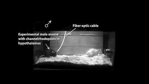 PoN_Movie_14.5_Optogenetics