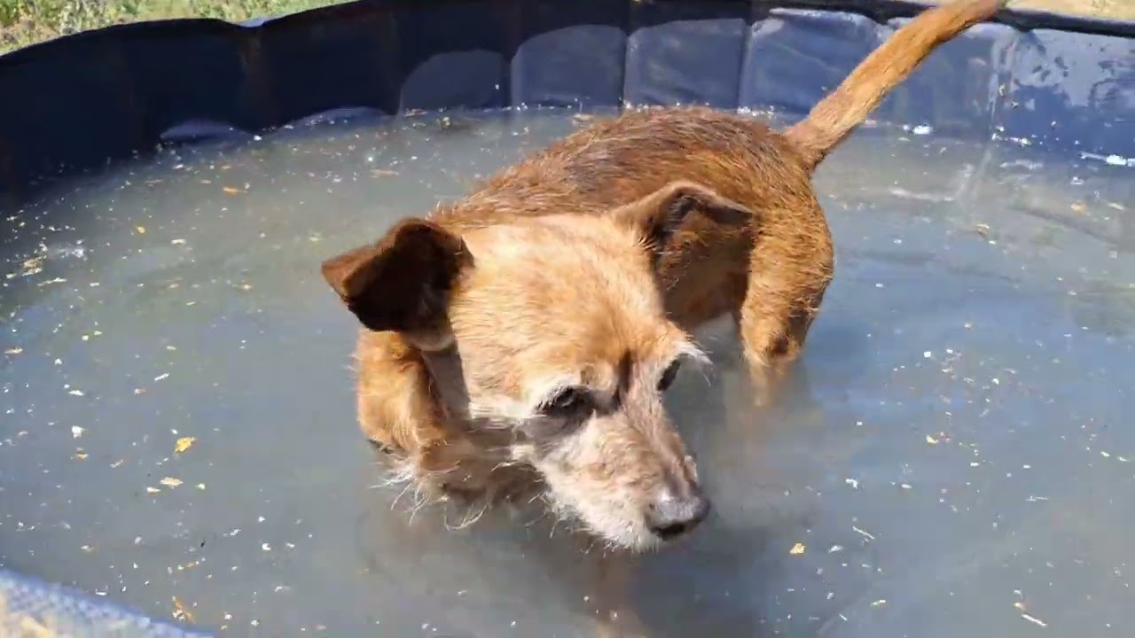 Pet-Friendly Wading Pool Is Perfect For Staying Cool