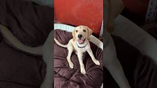 MiCO এর নতুন iphone 😂 | #funny #dog