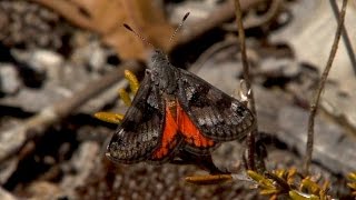 Graceful Sun Moth of Warwick Conservation Area