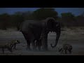 Hyena Clan Attacks Baby Elephant | Savanna Queens | National Geographic