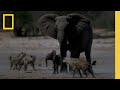 Hyena clan attacks baby elephant  savanna queens  national geographic