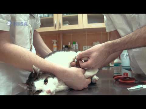 Video: Veterinární Rehabilitační Služby Pro Psy A Kočky