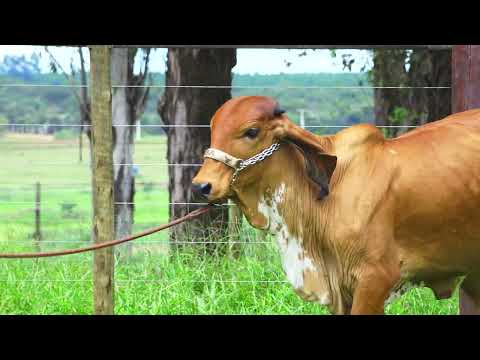 LOTE 26 BEYONCE FIV JC SEBA SEBA 238